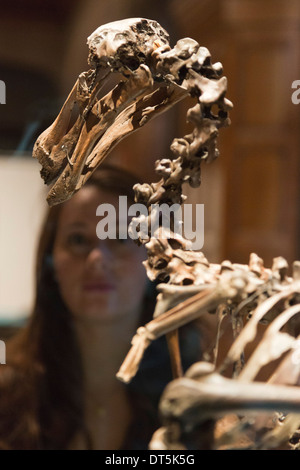 Ausstellung "Entdeckungen - Kunst, Wissenschaft & Exploration" von der University of Cambridge Museen, zwei Tempel Place, London Stockfoto