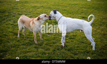 Labrador Retriever und dalmatinischen kleben Stockfoto