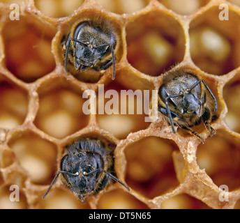 frames-eines-bienenstockes-besetzt-die-bienen-im-bienenkorb-mit