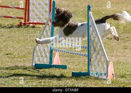 Eine braune und weiße Spaniel Mischung über einen flügellosen Sprung Agilität Ausrüstung in einem Feld zu springen. Stockfoto