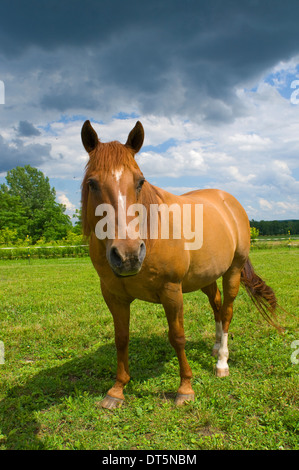 Pferd, American Quarter Horse Stockfoto