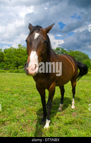 Pferd, American Quarter Horse Stockfoto