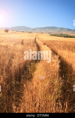 Kulturlandschaft mit Traktor Straße im Weizenfeld Stockfoto