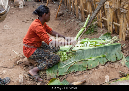 Ein Dorze Frau bereitet Kocho (ungesäuertes Brot) hergestellt aus der falschen Bananenbaum, Hayzo Dorf, Arba Minch, Äthiopien Stockfoto