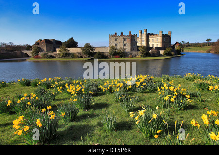 Frühlingsblumen Sie Narzissen bei Leeds Castle Kent England UK Stockfoto