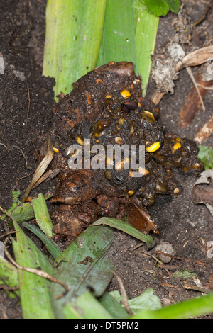 Dachs, Europäischer Dachs, Solucao in Latrine Mit Überresten von Mais, Meles Meles Blaireau Stockfoto