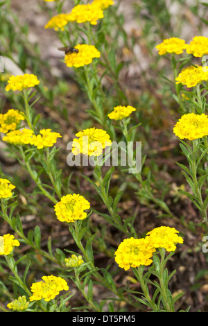 Scharfkraut, Berg Alyssum, Alison Berg, Berg-Steinkraut, Bergsteinkraut, Gelbes Steinkraut, Steinkresse, Alyssum montanum Stockfoto