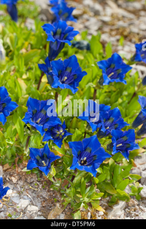 Clusius Enzian, Clusius-Enzian, Kalk-Enzian, Gentiana Clusii Clusius´ Enzian, Stengelloser Enzian, Großblütiger Enzian Stockfoto