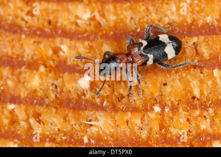 Ameise Käfer, Käfer-Europäische Rotbauch-Clerid, Ameisenbuntkäfer, Ameisenbunt, Ameisenartiger Buntkäfer, Thanasimus formicarius Stockfoto