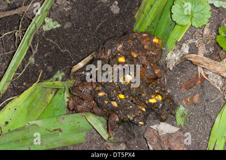 Dachs, Europäischer Dachs, Solucao in Latrine Mit Überresten von Mais, Meles Meles Blaireau Stockfoto