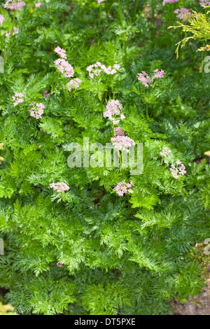 Alpine Liebstöckel, Alpen-Mutterwurz, Alpenmutterwurz, Gamskraut, Bärenfenchel, Ligusticum Mutellina Stockfoto