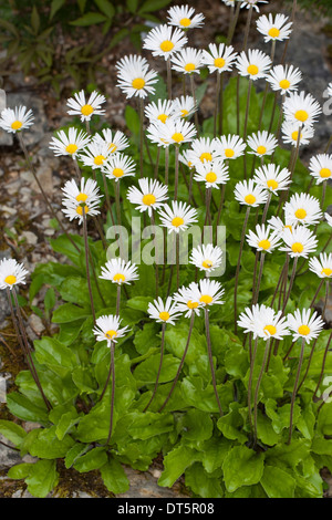 Daisy star, Daisy-Sterne Aster, Alpen-Maßliebchen, Alpenmaßliebchen, Alpenmaßlieb, Aster Bellidiastrum, Bellidiastrum michelii Stockfoto