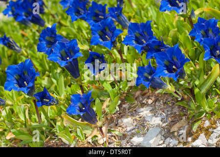 Clusius Enzian, Clusius-Enzian, Kalk-Enzian, Gentiana Clusii Clusius´ Enzian, Stengelloser Enzian, Großblütiger Enzian Stockfoto