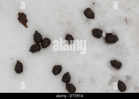 Damwild, Daim, Kot im Winter Schnee. Solucao Vom Damwild, Kot Im Schnee, Winter, Damhirsch, Cervus Dama Stockfoto