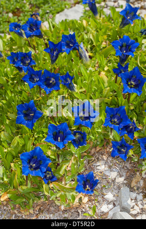 Clusius Enzian, Clusius-Enzian, Kalk-Enzian, Gentiana Clusii Clusius´ Enzian, Stengelloser Enzian, Großblütiger Enzian Stockfoto