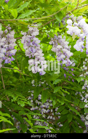 50+ Zierpflanze Blaue Blüten, Blau ist eine farbe, die ruhe und
