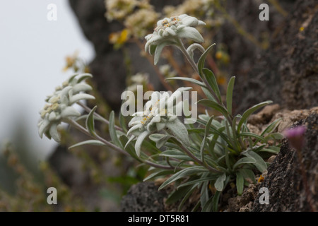 Alpen-Edelweiß, Alpen-Edelweiß, Leontopodium Nivale, Leontopodium Alpinum Edelweiß Stockfoto