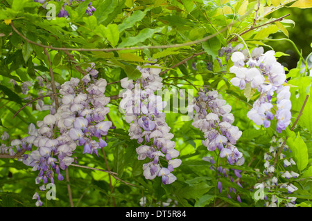 Glyzinie Blauregen, Glyzine, Wisterie, Wistarie, Glyzinien, Glyzinien