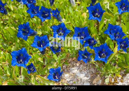 Clusius Enzian, Clusius-Enzian, Kalk-Enzian, Gentiana Clusii Clusius´ Enzian, Stengelloser Enzian, Großblütiger Enzian Stockfoto