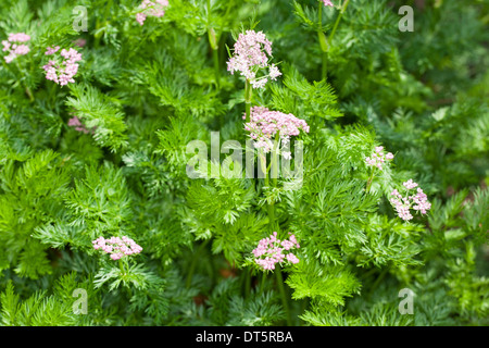 Alpine Liebstöckel, Alpen-Mutterwurz, Alpenmutterwurz, Gamskraut, Bärenfenchel, Ligusticum Mutellina Stockfoto