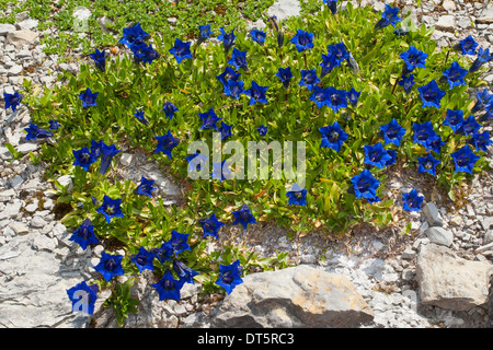 Clusius Enzian, Clusius-Enzian, Kalk-Enzian, Gentiana Clusii Clusius´ Enzian, Stengelloser Enzian, Großblütiger Enzian Stockfoto