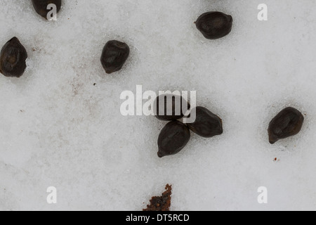 Damwild, Daim, Kot im Winter Schnee. Solucao Vom Damwild, Kot Im Schnee, Winter, Damhirsch, Cervus Dama Stockfoto