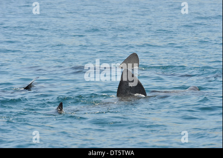 Riesenhaie Fütterung Stockfoto