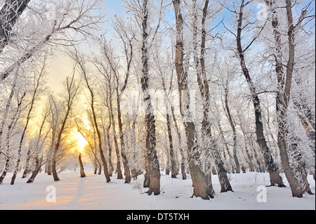 aufgehende Sonne im Winterwald Stockfoto