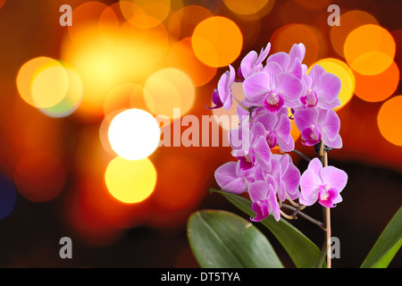 Nahaufnahme der rosa Orchidee mit Hintergrund aus der unscharfen orangenen Leuchten. Stockfoto