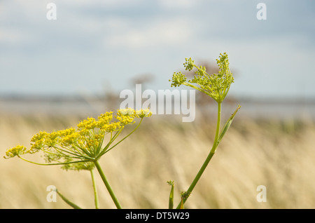 Gelbe wildem Fenchel wächst entlang der Themse-Mündung Stockfoto