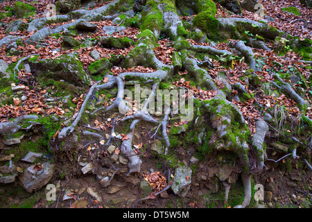 Herbst Buche Wald Baumwurzeln in Pyrenäen Valle de Ordesa Huesca Spanien Stockfoto