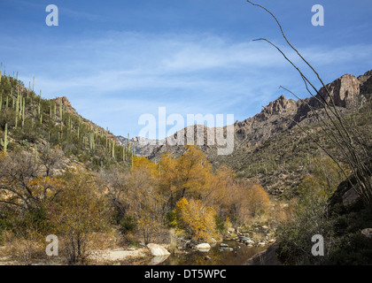 Arizonas Sabino Canyon Stockfoto