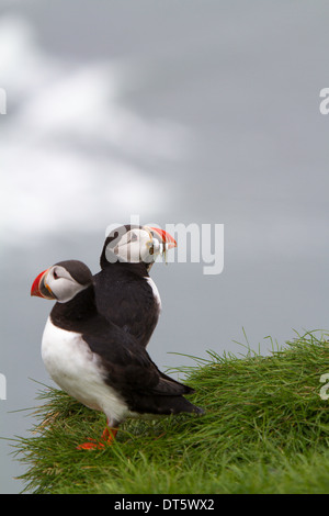 Papageitaucher, eins mit Sandaalen im Schnabel, Ingolfhofsdi, Island Stockfoto