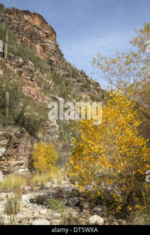 Arizonas Sabino Canyon Stockfoto