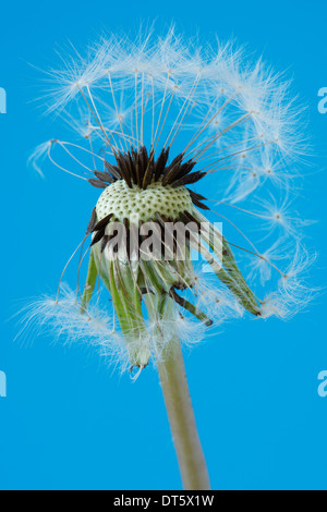 Taraxacum Officinale Saatgut Kopf Löwenzahn April Stockfoto