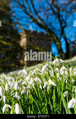 Schneeglöckchen in der St.-Petri Kirche, Stanton Lacy, Shropshire, England Stockfoto