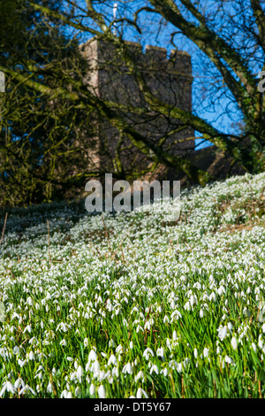 Schneeglöckchen in der St.-Petri Kirche, Stanton Lacy, Shropshire, England Stockfoto