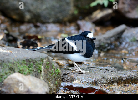 schöne weiße gekrönt Widłogon (Enicurus Leschenaulti) in Thai Wald Stockfoto