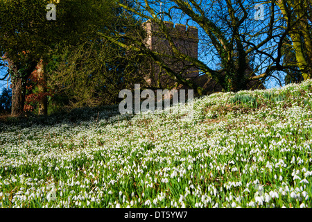 Schneeglöckchen in der St.-Petri Kirche, Stanton Lacy, Shropshire, England Stockfoto