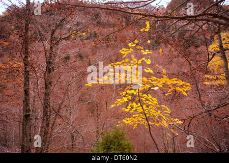 Herbst Buche fallen Wald in Pyrenäen Valle de Ordesa Huesca Spanien Stockfoto