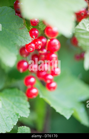 Nahaufnahme von Bush mit Reife Johannisbeeren Beeren im Garten wachsen. Stockfoto