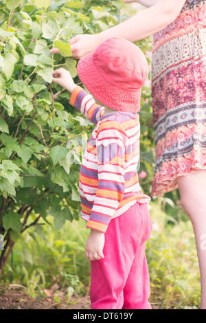 Kleine Mädchen ihre Mutter holen Johannisbeeren aus Busch im Garten zu helfen. Stockfoto