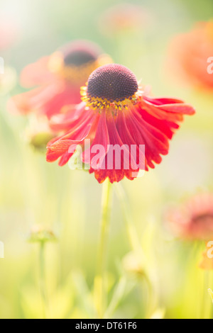 Ruhigen Sommer-Natur-Szene, Nahaufnahme von roten Blume in der Sonne Stockfoto