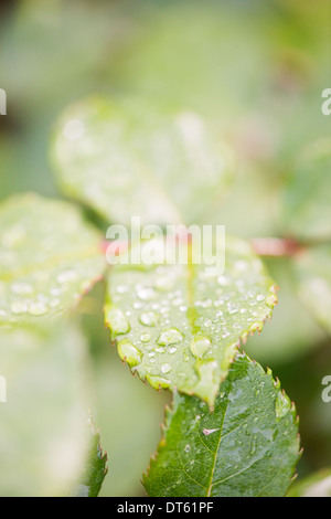 Nahaufnahme der nassen grünen Blättern mit Wassertropfen Stockfoto