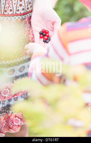 Kleine Mädchen ihre Mutter holen schwarze und rote Johannisbeeren im Garten zu helfen. Stockfoto