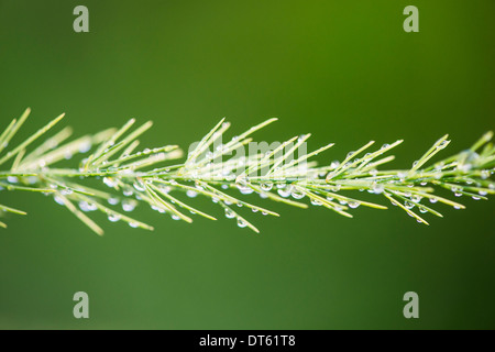 Detail der Spargel Pflanze (Spargel Officinalis) im Garten Stockfoto