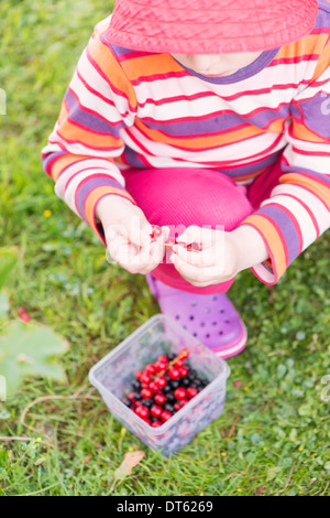 Kleines Mädchen, schwarze und rote Johannisbeeren im Garten pflücken. Stockfoto