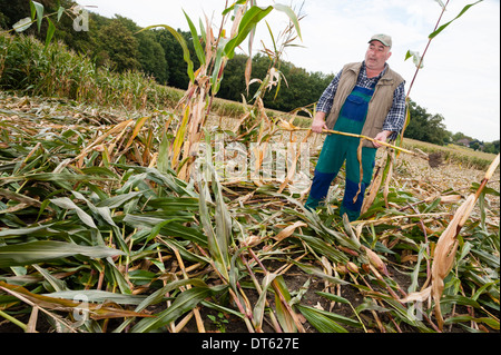 Ein Bauer steht auf seinem Maisfeld, die durch Unwetter zerstört wurde. Stockfoto