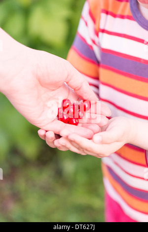 Kleine Mädchen ihre Mutter holen Johannisbeeren im Garten zu helfen. Stockfoto