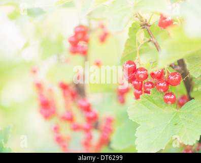 Nahaufnahme von Bush mit Reife Johannisbeeren Beeren im Garten wachsen. Stockfoto